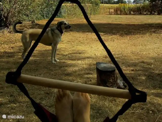 Ook jullie hond is welkom!